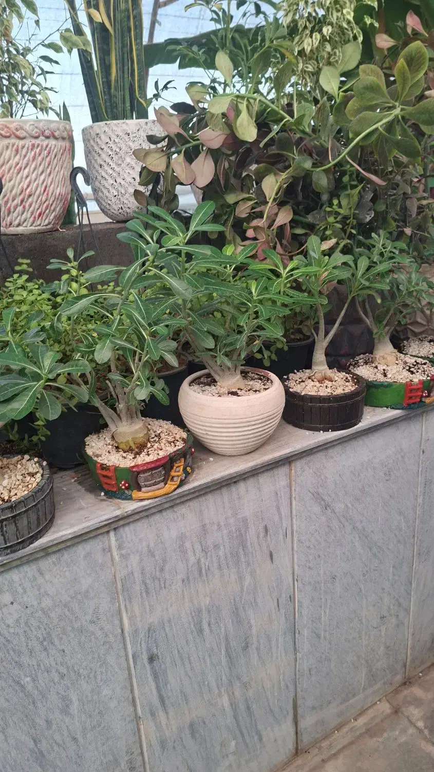 انواع گیاهان با پایین ترین قیمت قم هدیه روز مادر|گل و گیاه طبیعی|قنوات, |دیوار