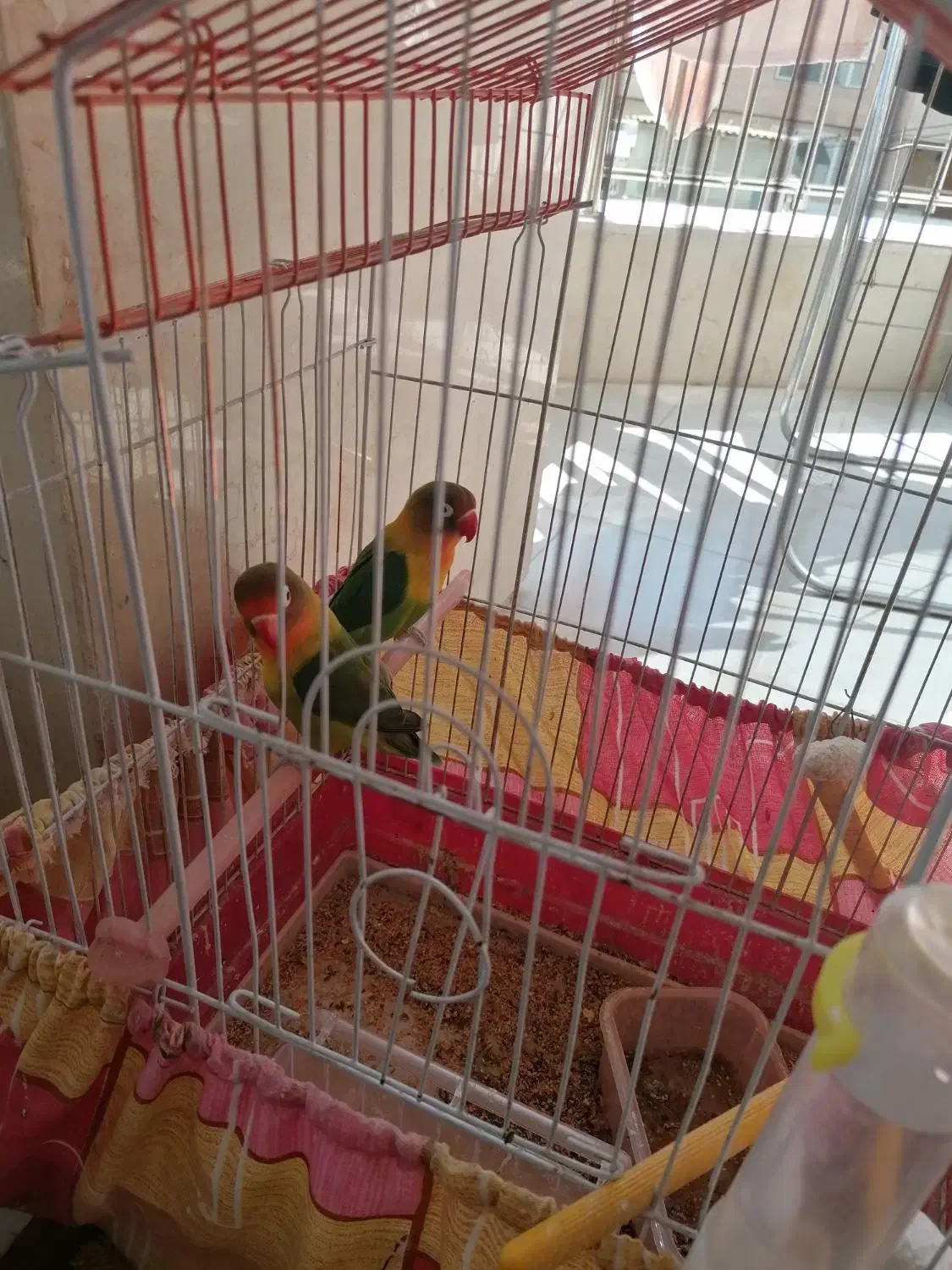 فروش یه جفت کوتوله برزیلی|پرنده|سپیدان, |دیوار