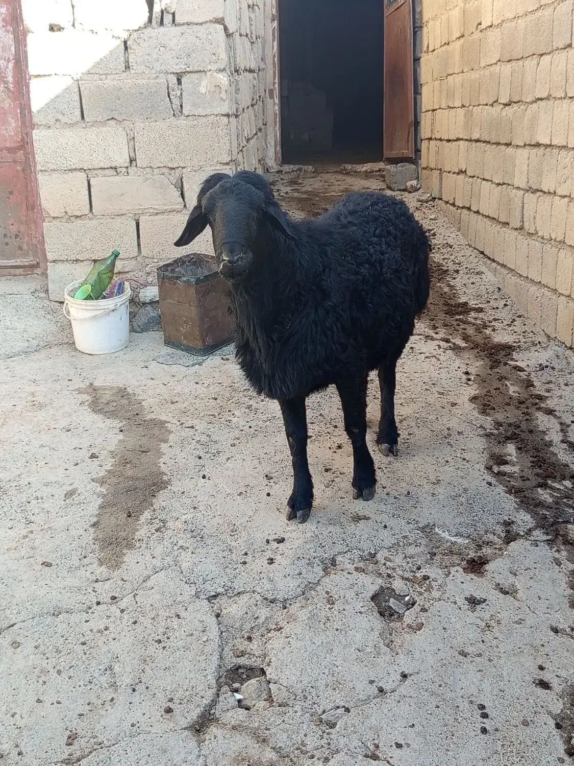 قوچ یک سال|حیوانات مزرعه|امام, |دیوار