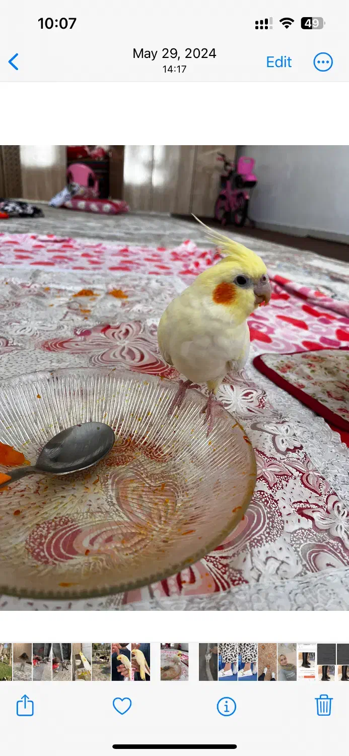 عروس هلندی جفت|پرنده|مرودشت, فاز دوم شهرک فرهنگیان|دیوار