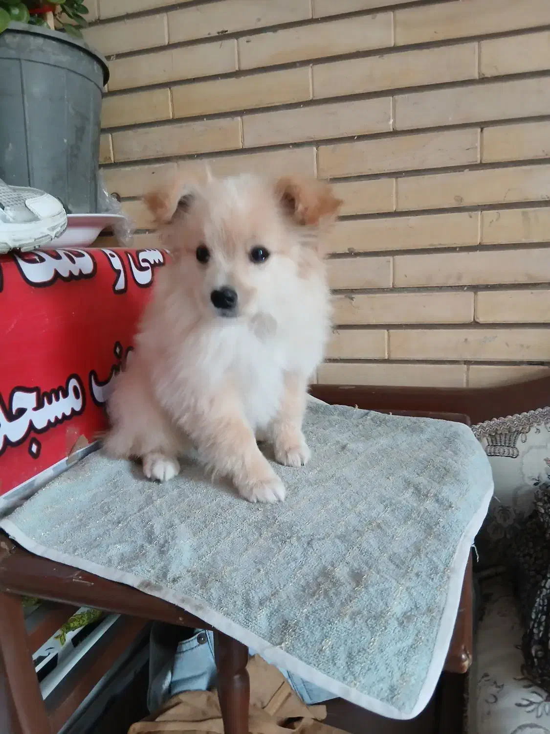 توله پاپی خانگی|سگ|حبیب آباد, |دیوار