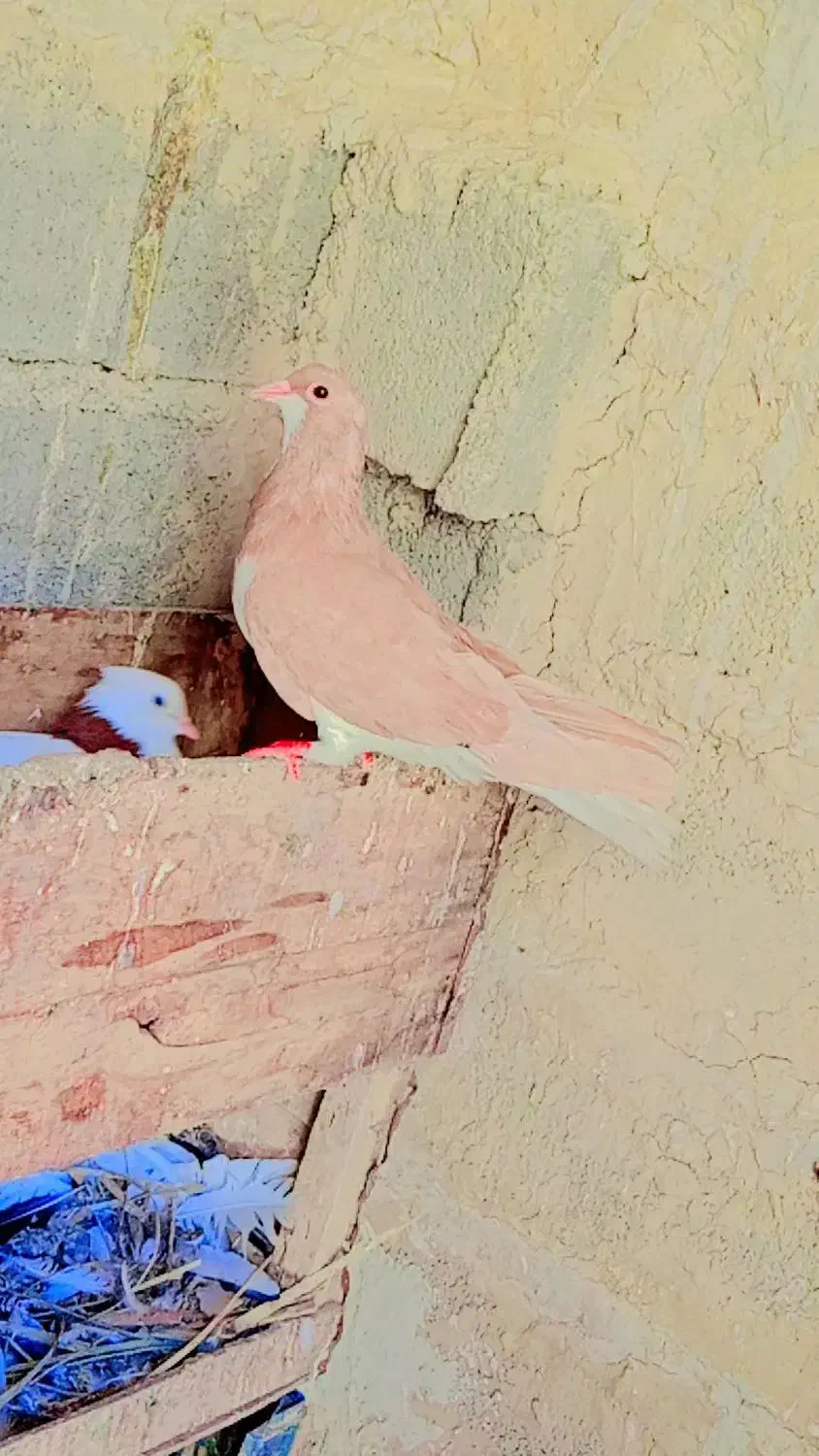 کبوتر شیرازی|پرنده|شادگان, |دیوار