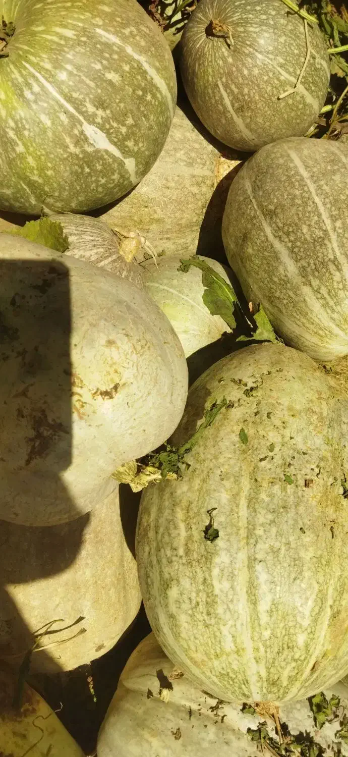 کدو حلوایی فروشی|خوردنی و آشامیدنی|جوین, |دیوار