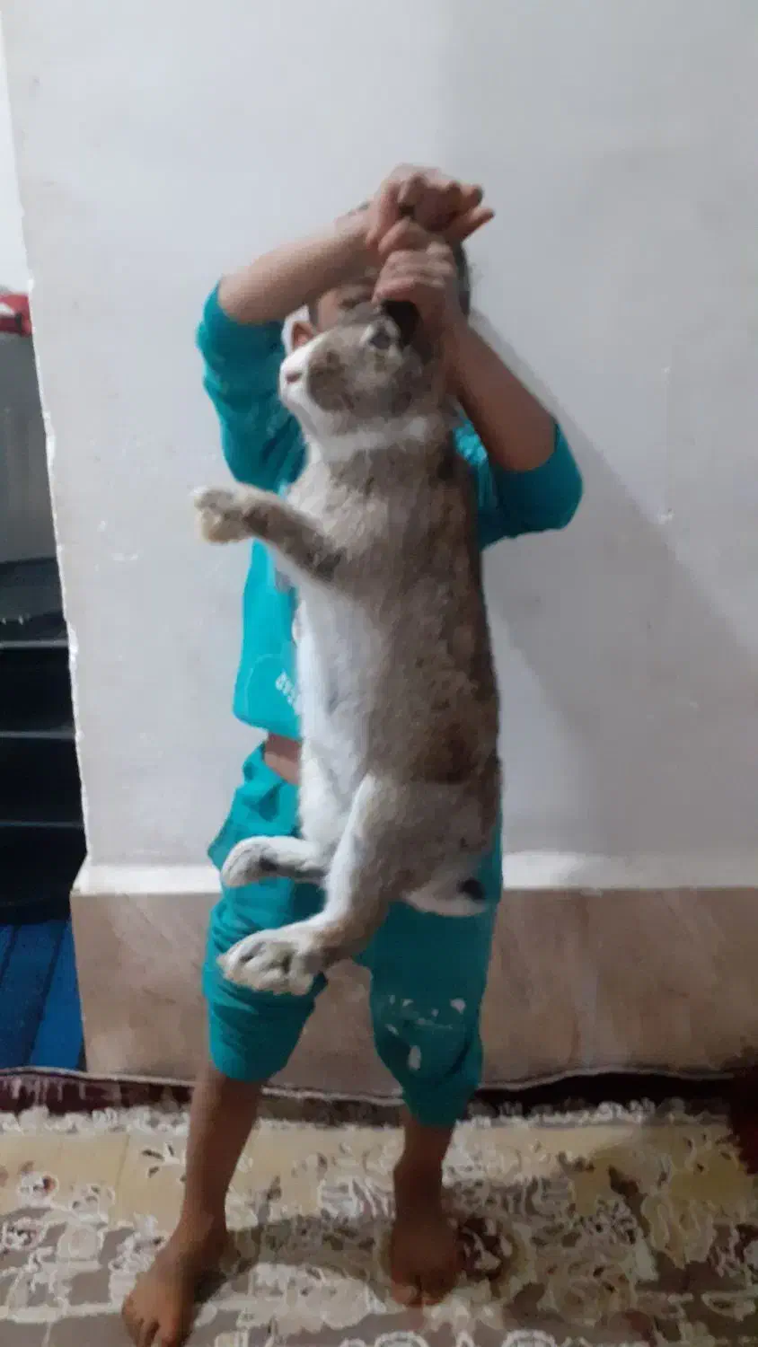 خرگوش بز رگ وخوب|موش و خرگوش|هامون, |دیوار