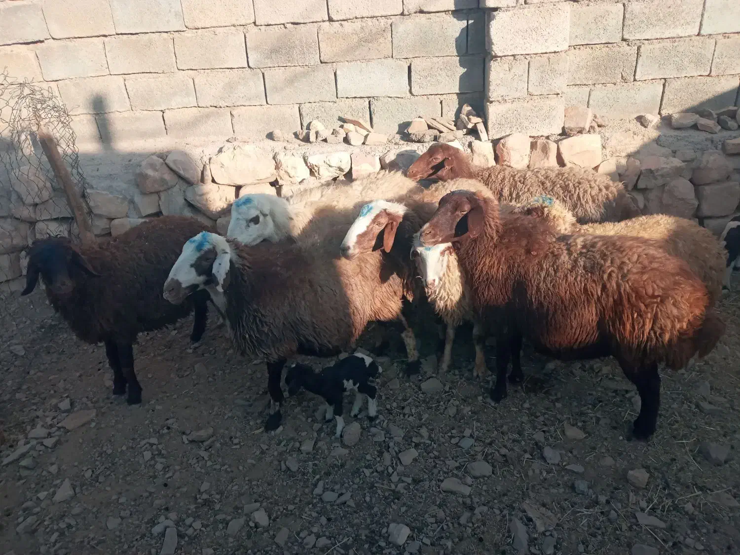 میش و بره|حیوانات مزرعه|کرمانشاه, |دیوار