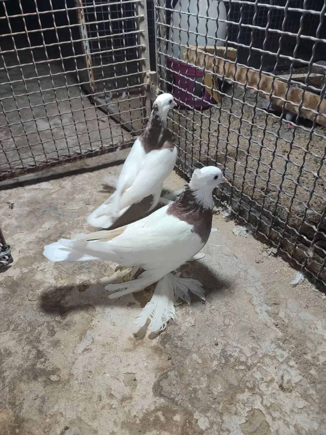 کبوتر طوقی عروسک|پرنده|زاهدان, |دیوار