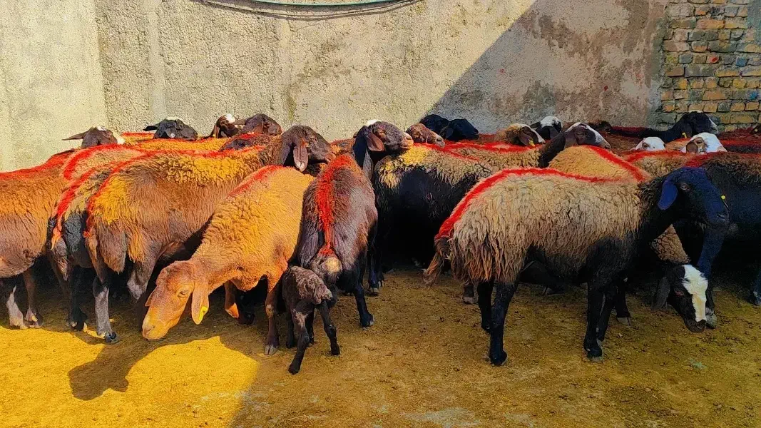 45 میش افشار آبستن جوان معاوضه با ماشین سواری|حیوانات مزرعه|رضویه, |دیوار