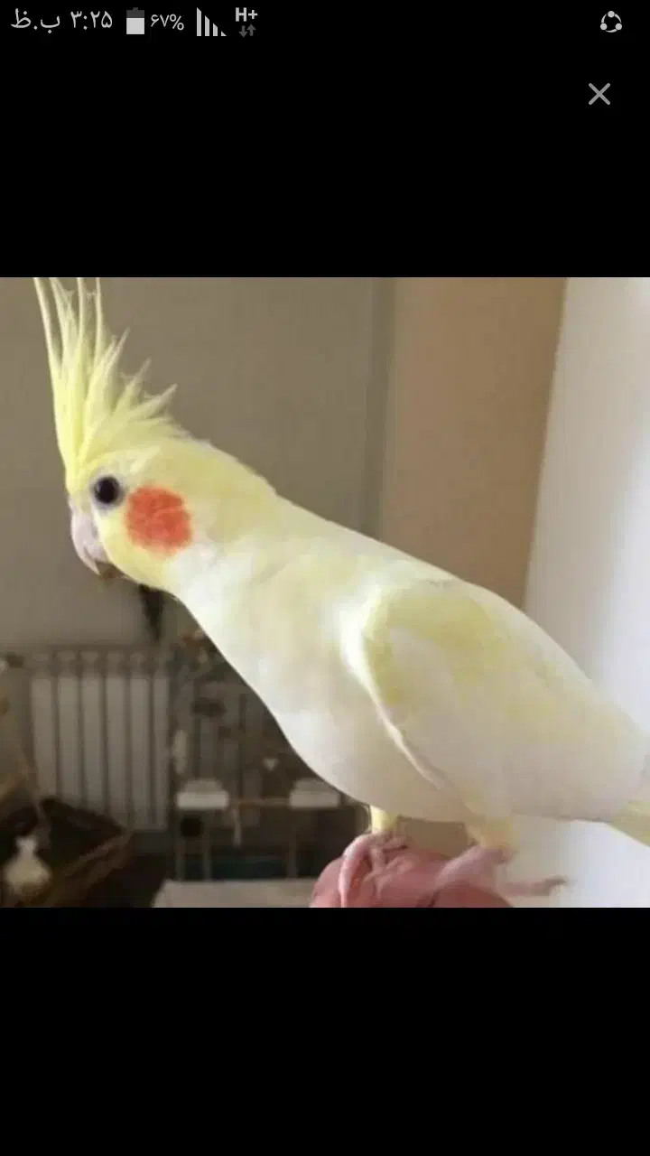 ۴ تا عروس هلندی لوتینو خوشرنگ|پرنده|قم, زنبیل آباد|دیوار