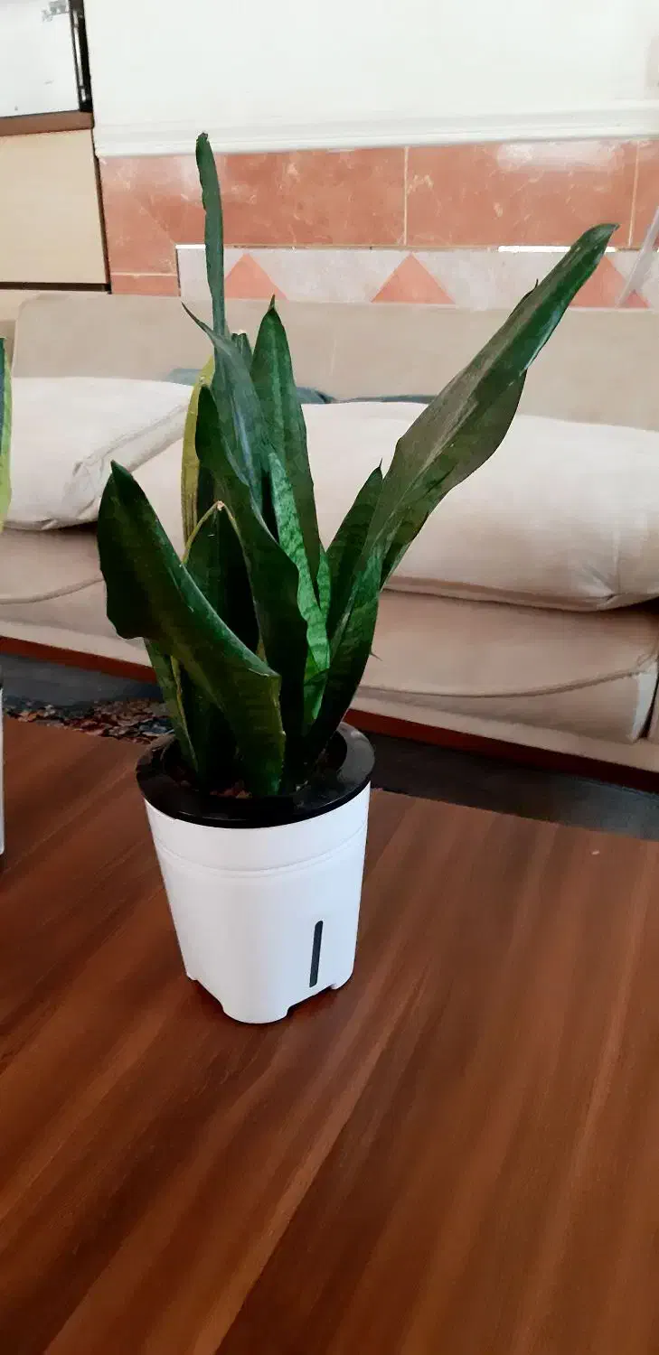 سانسوریا ابلق و سبز هیدروپونیک|گل و گیاه طبیعی|زابل, |دیوار