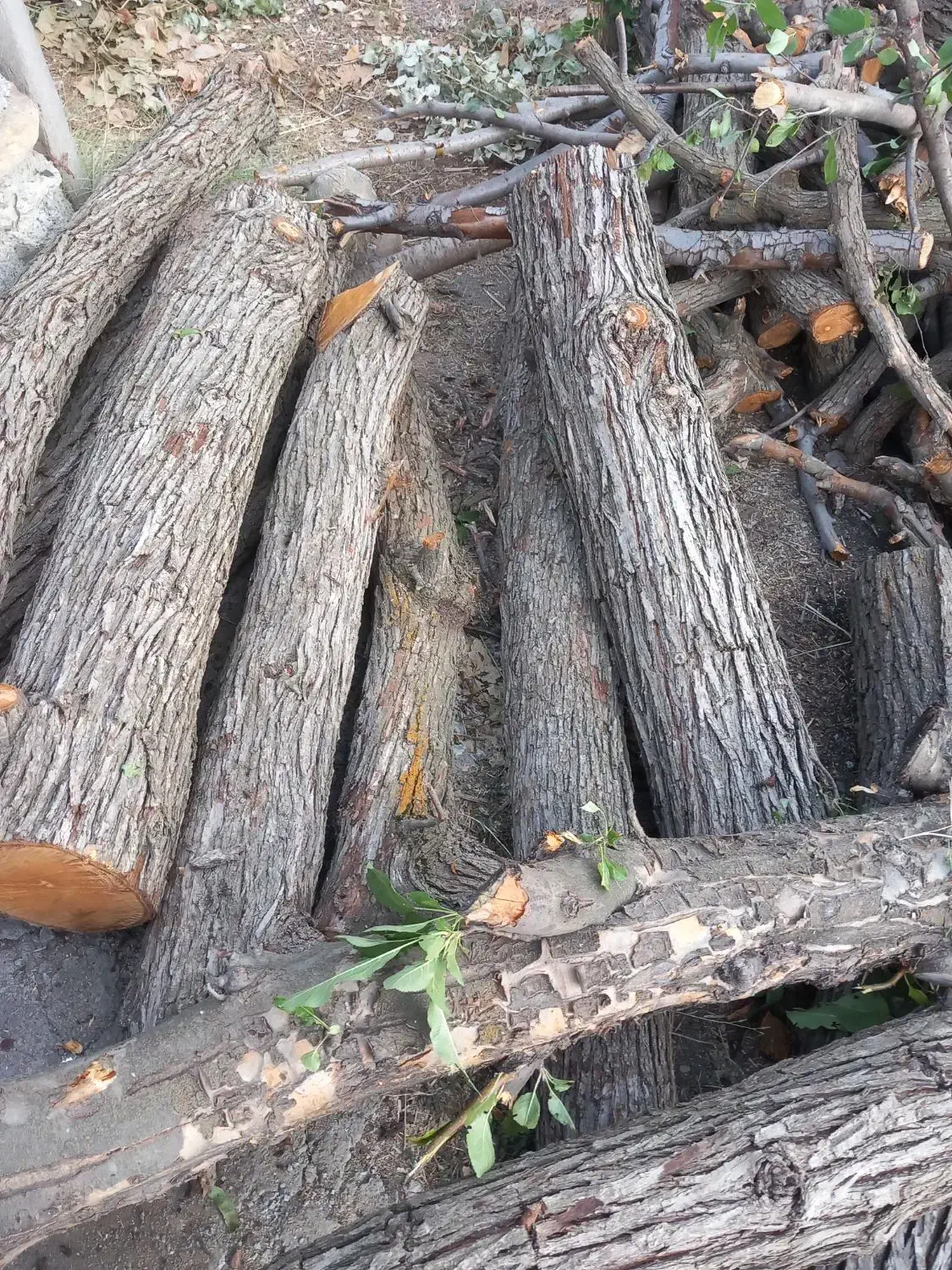 خرید چوب خرید درخت|خدمات باغبانی و درختکاری|سنندج, |دیوار