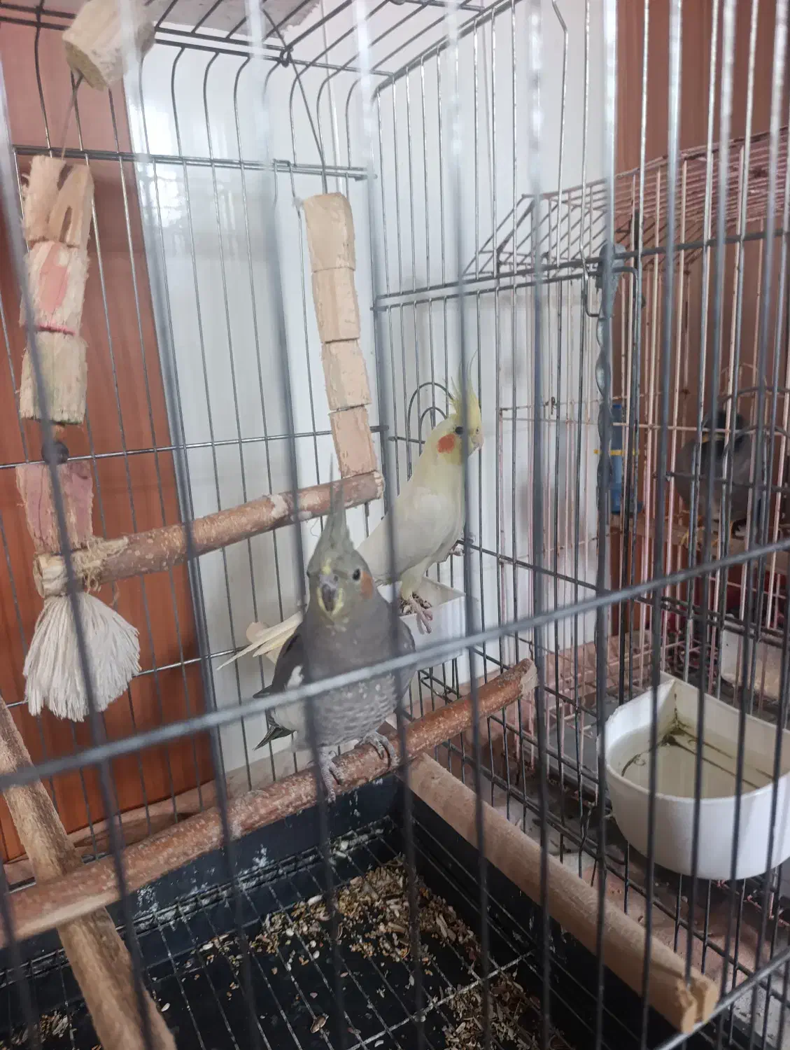 عروس هلندی جوان|پرنده|رشت, ولکس|دیوار