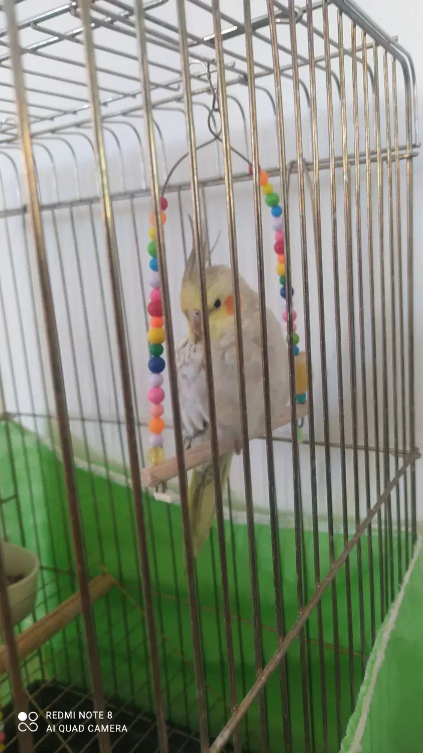 عروس هلندی بهمراه قفس|پرنده|قیدار, |دیوار