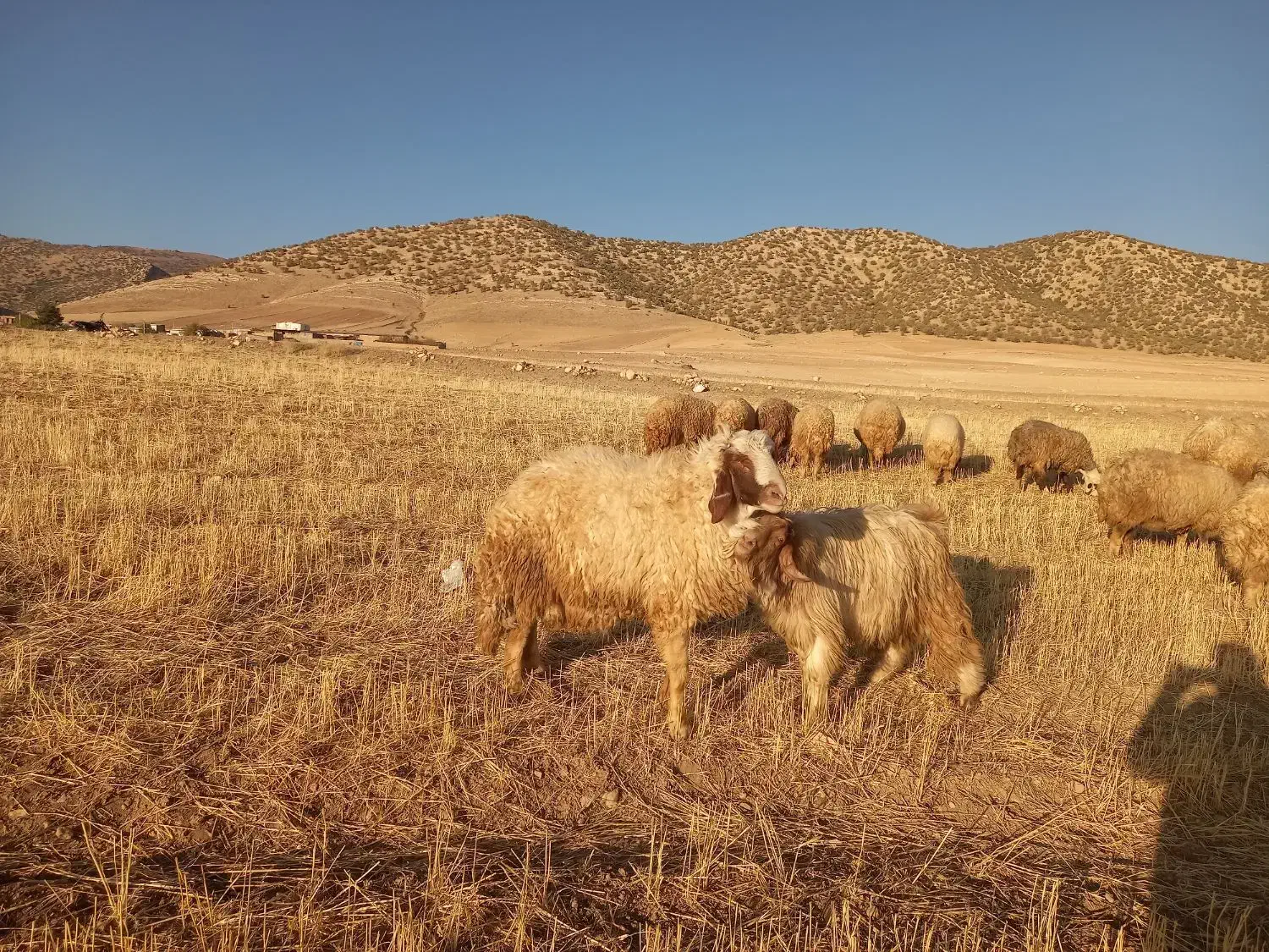 قوچ|حیوانات مزرعه|اسلامآباد غرب, |دیوار