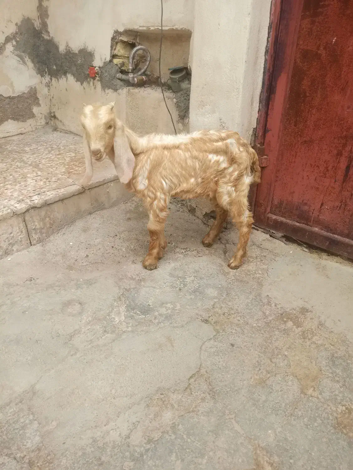 نر بزغاله|حیوانات مزرعه|دزفول, |دیوار