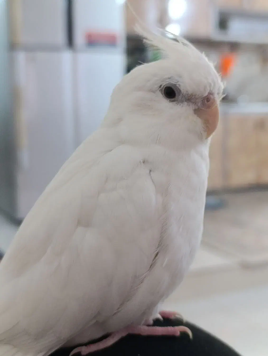 عروس هلندی البینو فول دستی|پرنده|دیلم, |دیوار