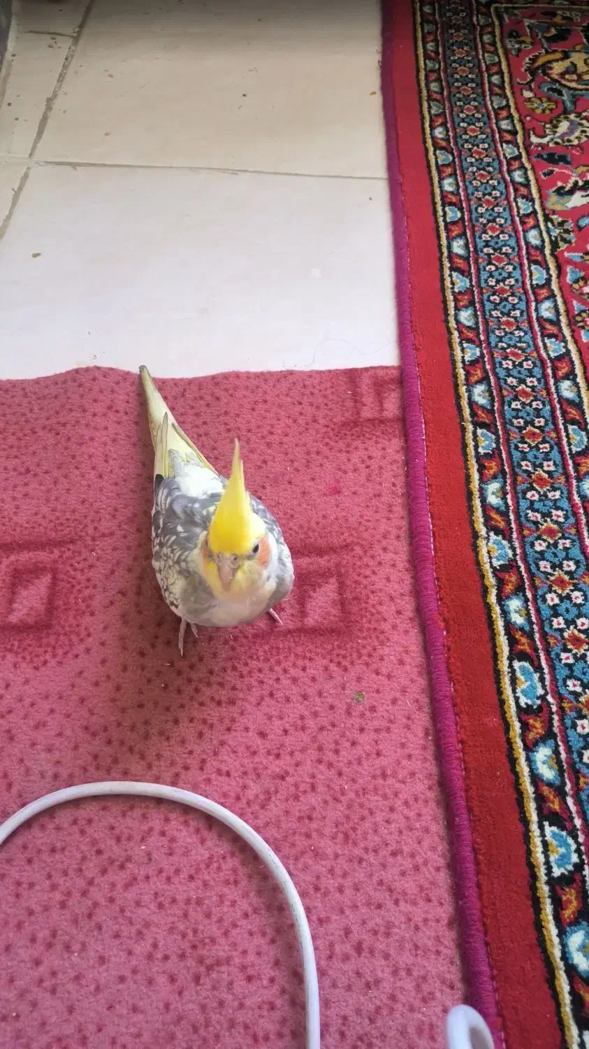 دو تا عروس هلندی نروماده|پرنده|کرج, حصارک بالا|دیوار