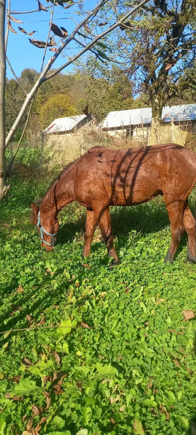 حیوانات مزرعه|اسب و تجهیزات اسبسواری|حویق, |دیوار