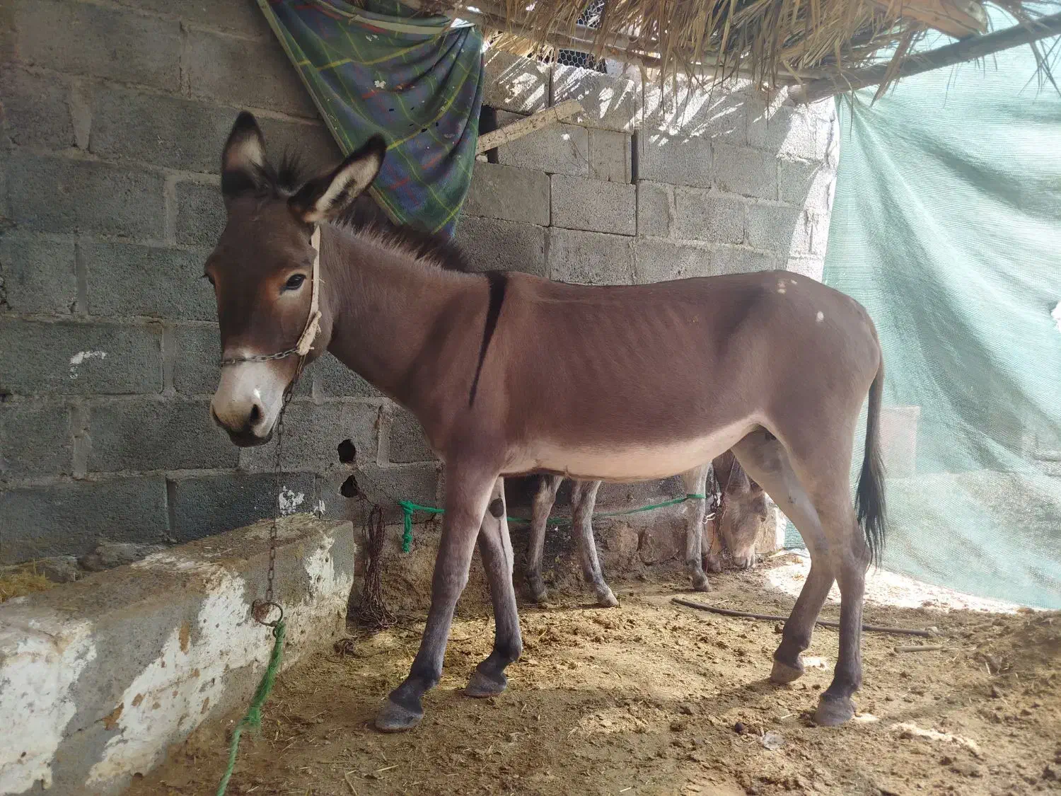 الاغ ماده با کره|حیوانات مزرعه|مهر, |دیوار