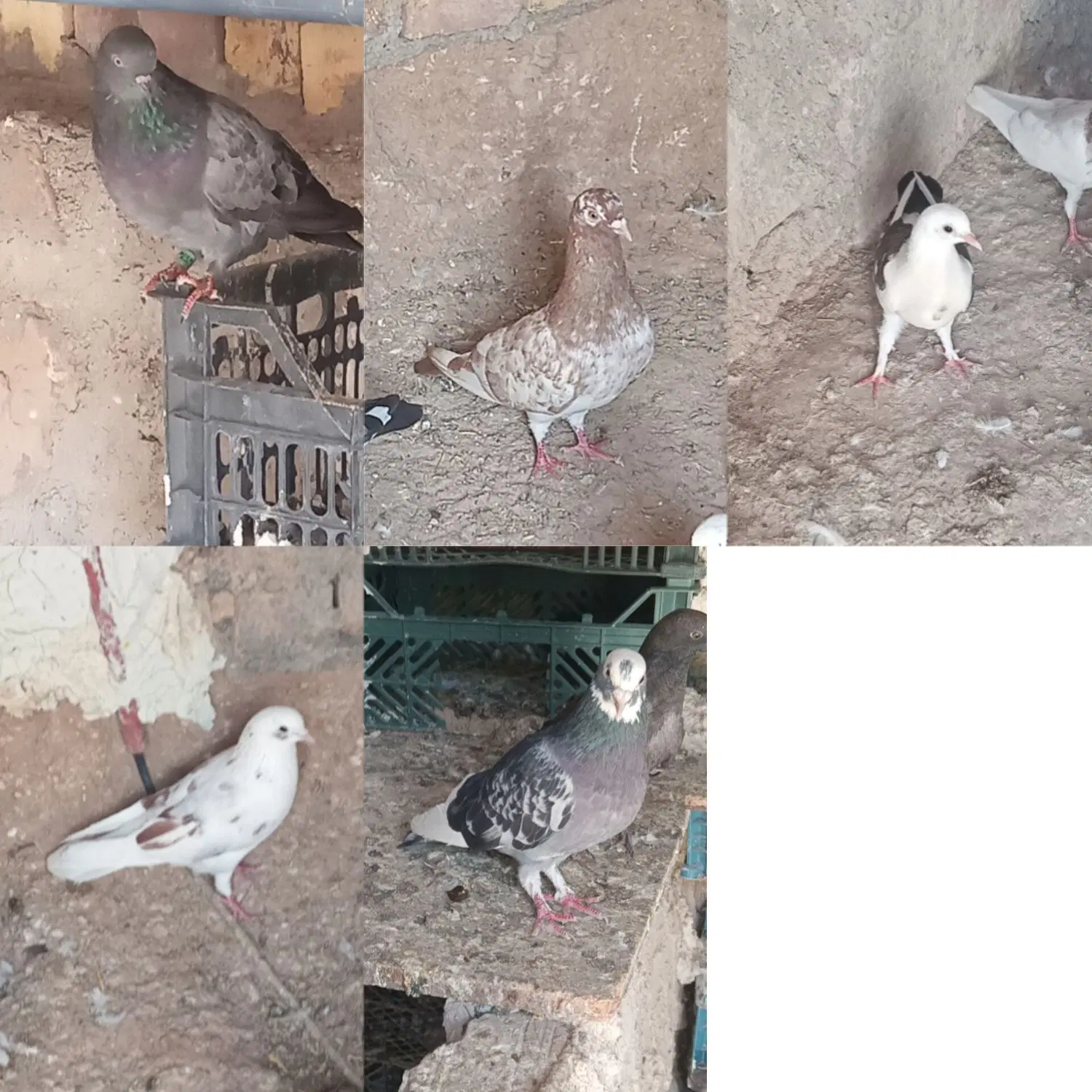 کبوتر|پرنده|بزینه رود, |دیوار