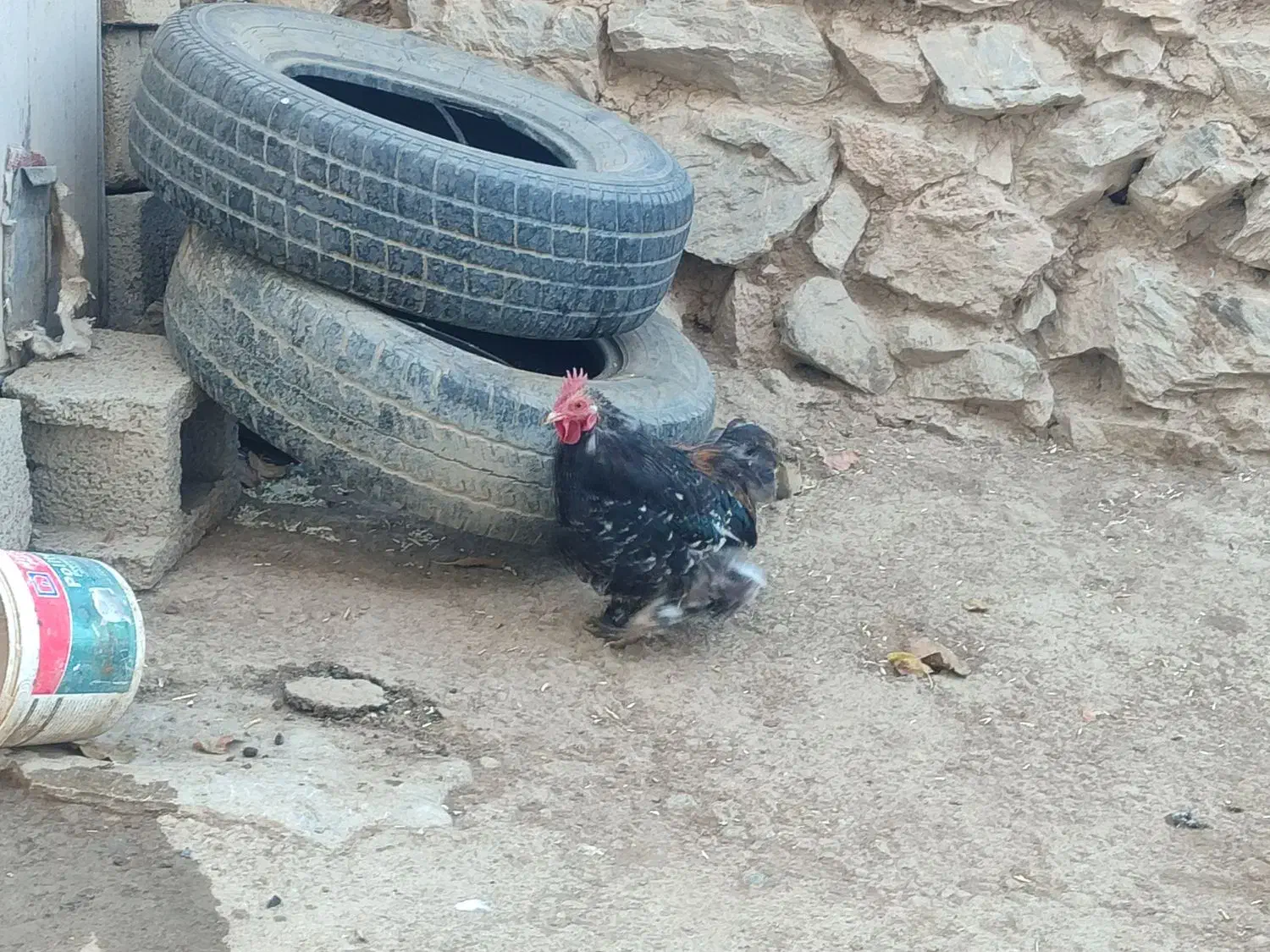 خروس نازار|حیوانات مزرعه|حسین آباد, |دیوار