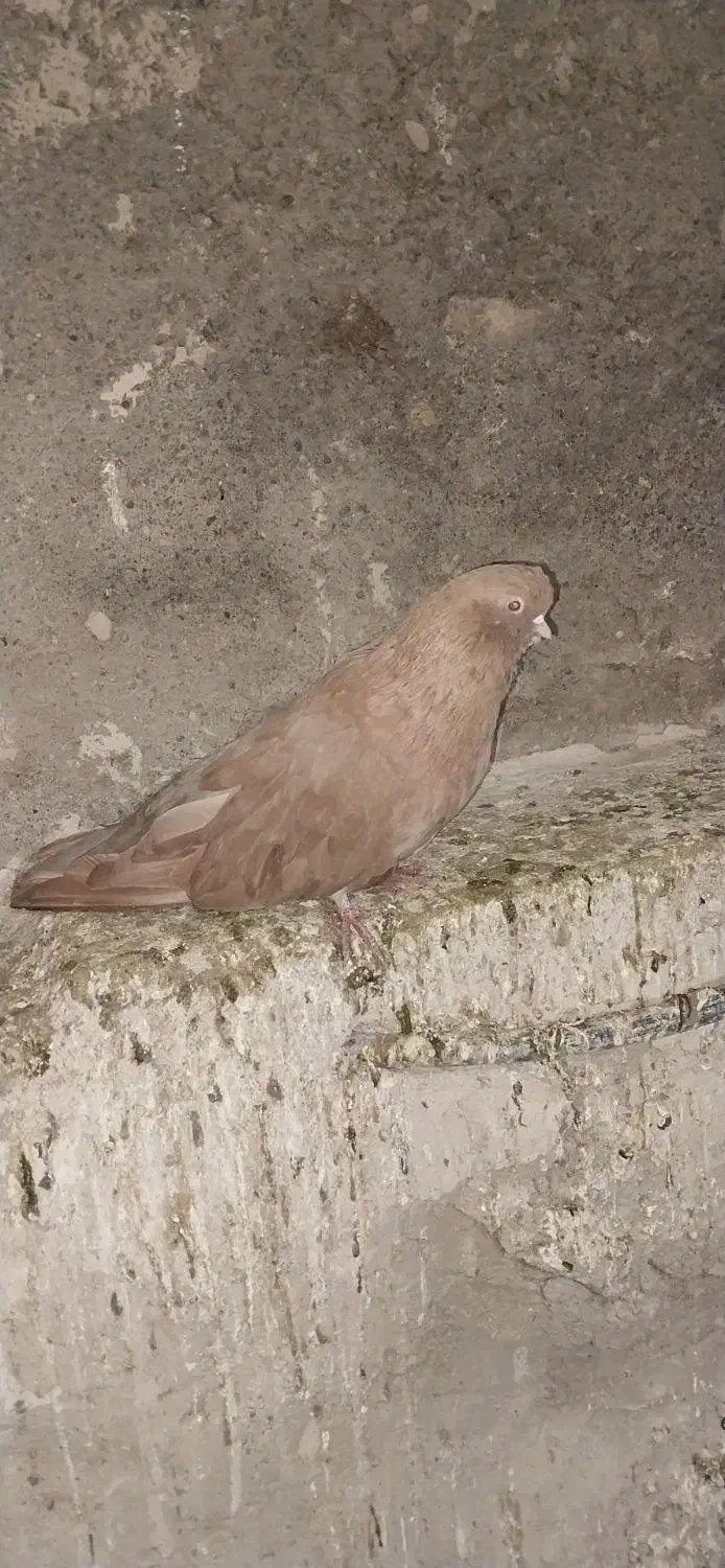 کبوتر|پرنده|میانه, |دیوار