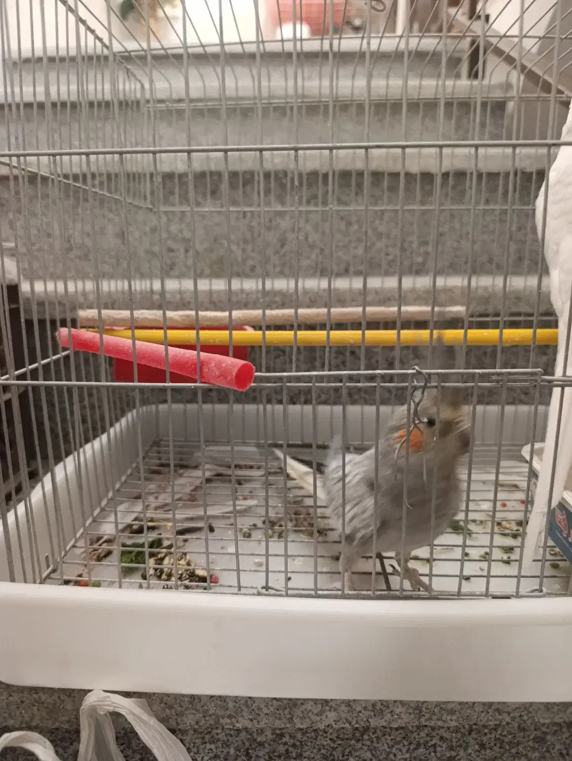 عروس هلندی نر و ماده جفت|پرنده|شیراز, گلشن|دیوار