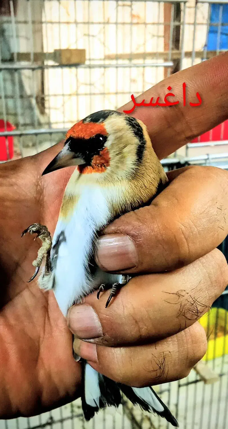 جوجه سهره|پرنده|تهران, اتابک|دیوار