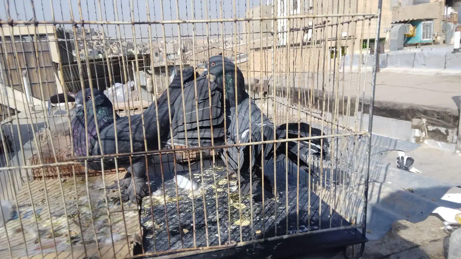 کبوتر تزئینی ترکیه ای شامپیون چتری بلژیکی(شامی)سرو|پرنده|بومهن, |دیوار