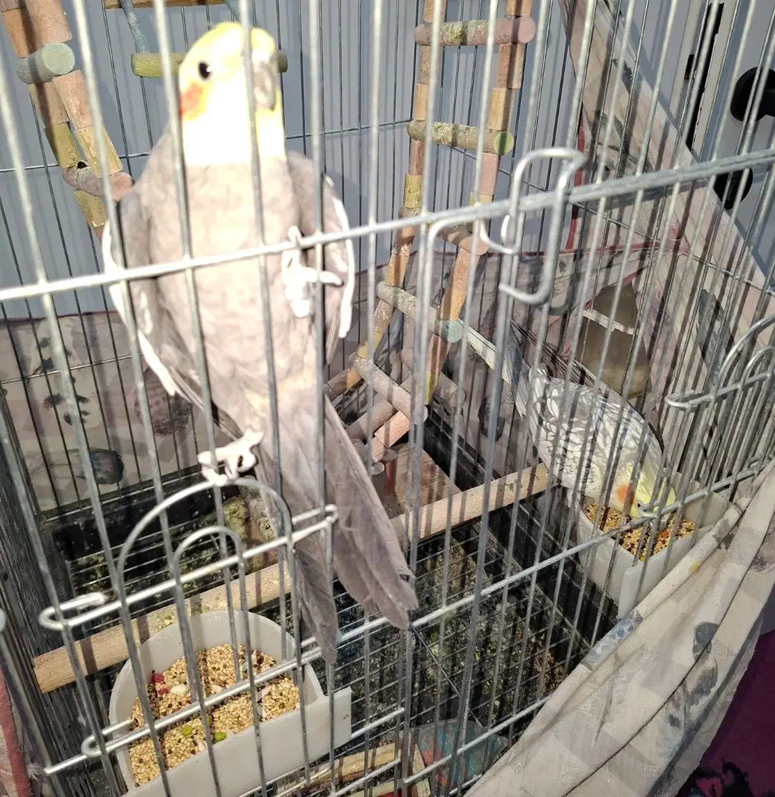 یک جفت عروس هلندی|پرنده|قم, هنرستان|دیوار