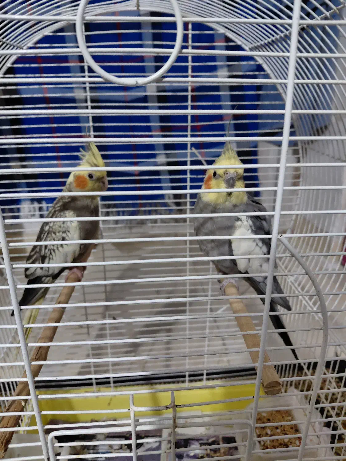 عروس هلندی جفت به همراه قفس|پرنده|آستانه اشرفیه, |دیوار