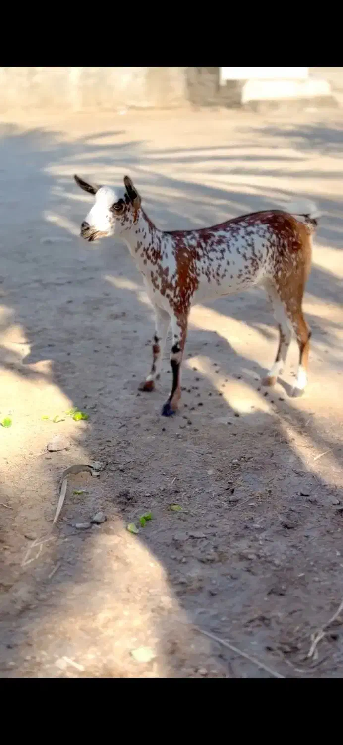 ابستن و بزغاله|حیوانات مزرعه|جهرم, |دیوار