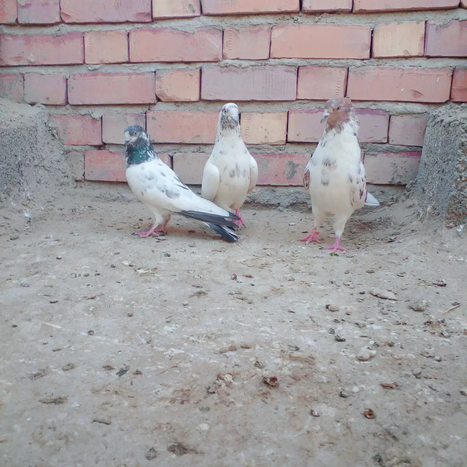 کفتر|پرنده|جیرفت, |دیوار