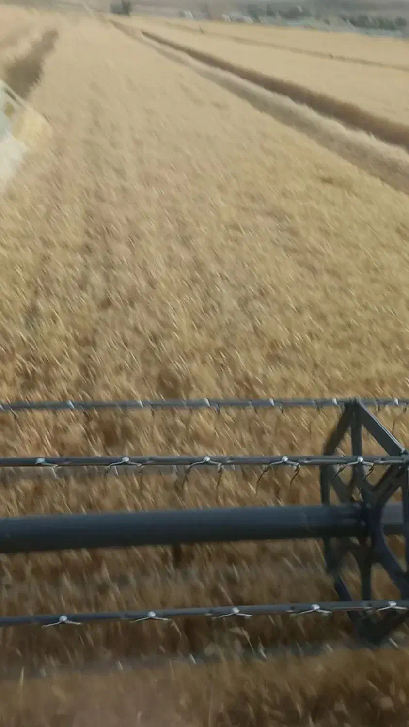 گندوم ابی پیشگام|عمده‌فروشی|مهاباد (آذربایجان غربی), |دیوار