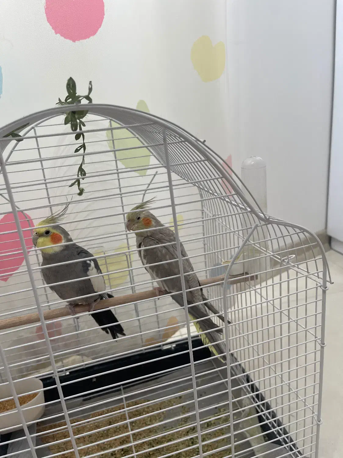 دو عدد عروس هلندی ۱.۴۰۰ تومان|پرنده|بجنورد, |دیوار