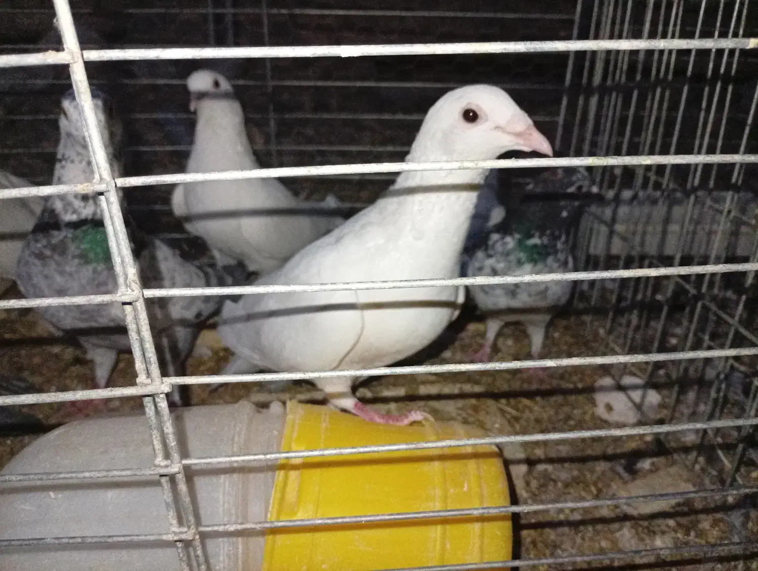 زاجر . حمال . سوسک . کشتنی|پرنده|یزد, |دیوار