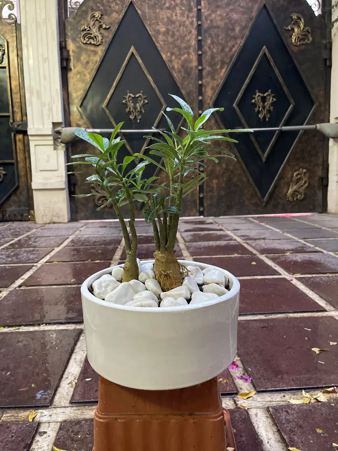 گل و گیاهان طبیعی|گل و گیاه طبیعی|قم, سالاریه|دیوار