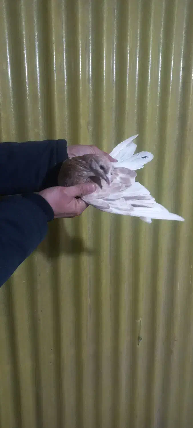 کبوتر|پرنده|تهران, دولاب|دیوار