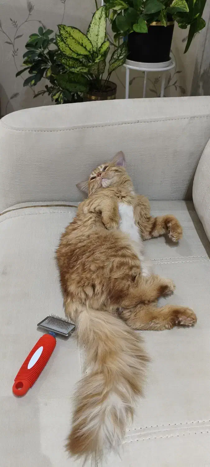 گربه DLH|گربه|تفت, |دیوار