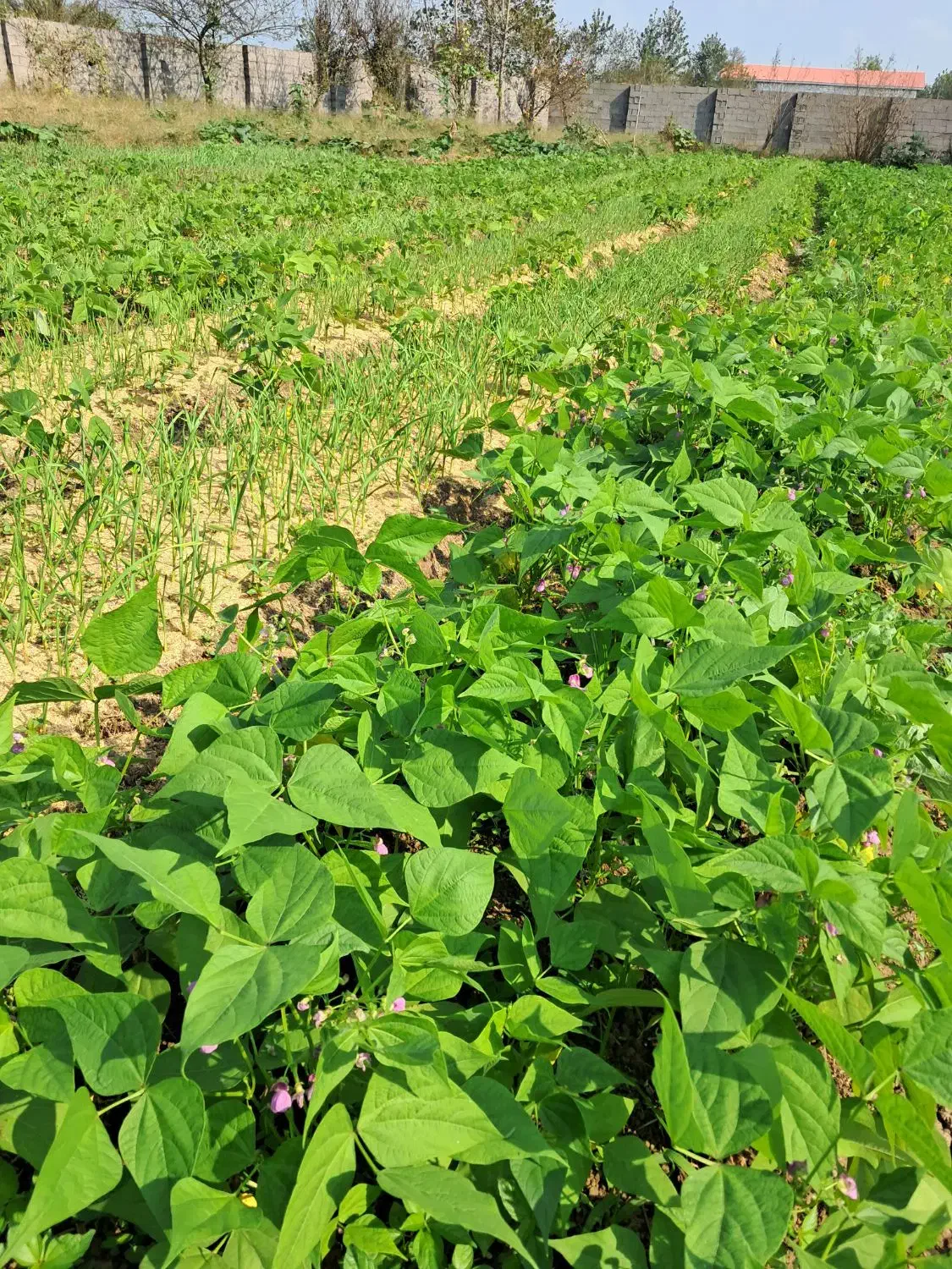 برگ سیر محلی پیربازار|خوردنی و آشامیدنی|رشت, فخب|دیوار