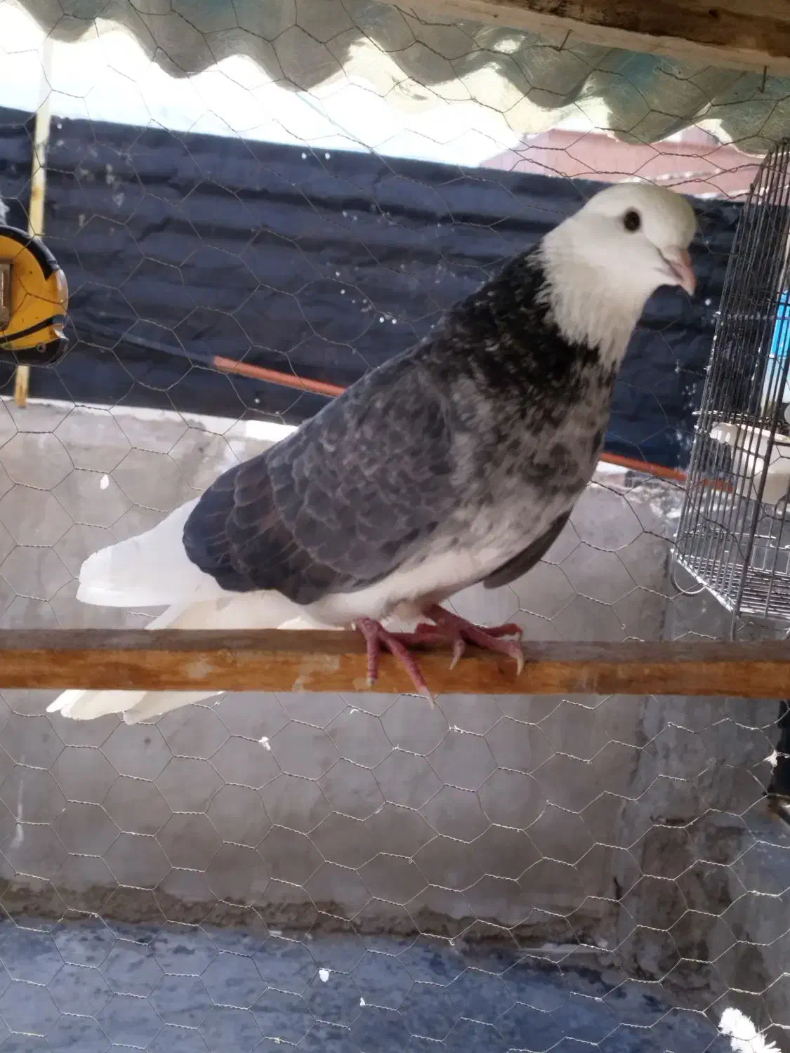 1عددکفترگرفته شده|حیوانات|نقده, |دیوار