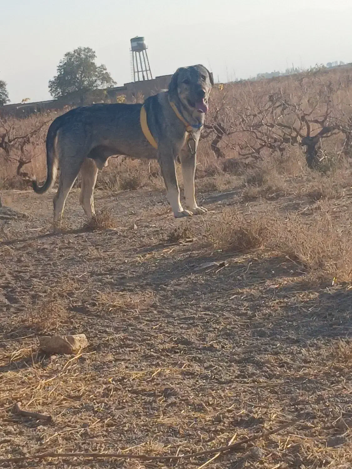 سگ عراقی|سگ|اسفرورین, |دیوار