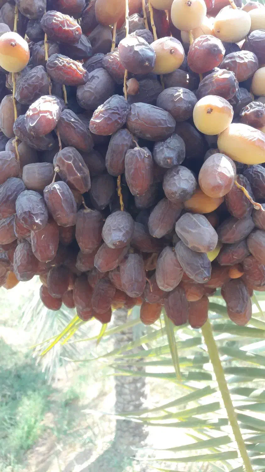 حرما بریم و گنطار درجه یک|خوردنی و آشامیدنی|شادگان, |دیوار