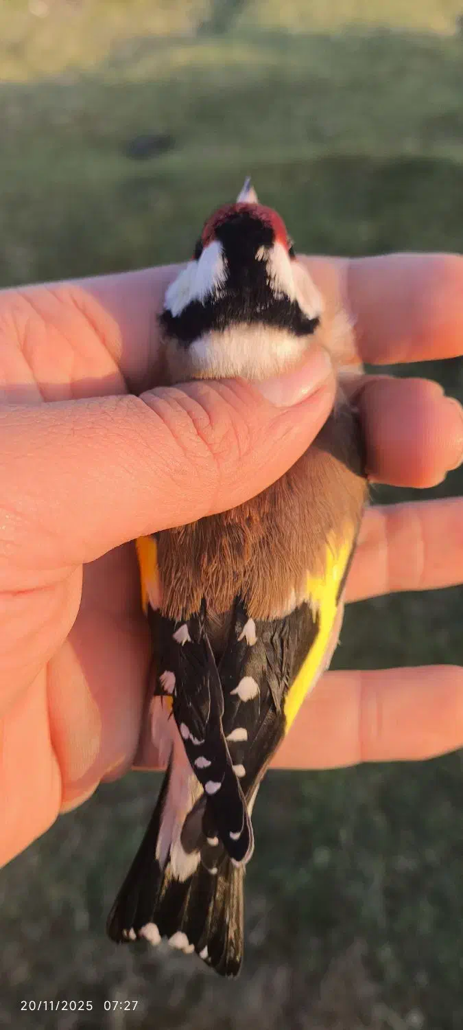 سهره چانه سفید|پرنده|رشت, جهاد|دیوار