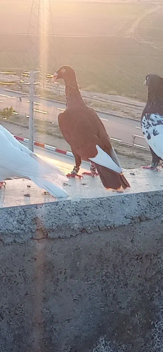 3تا کبوتر رنگی|پرنده|الوند, |دیوار