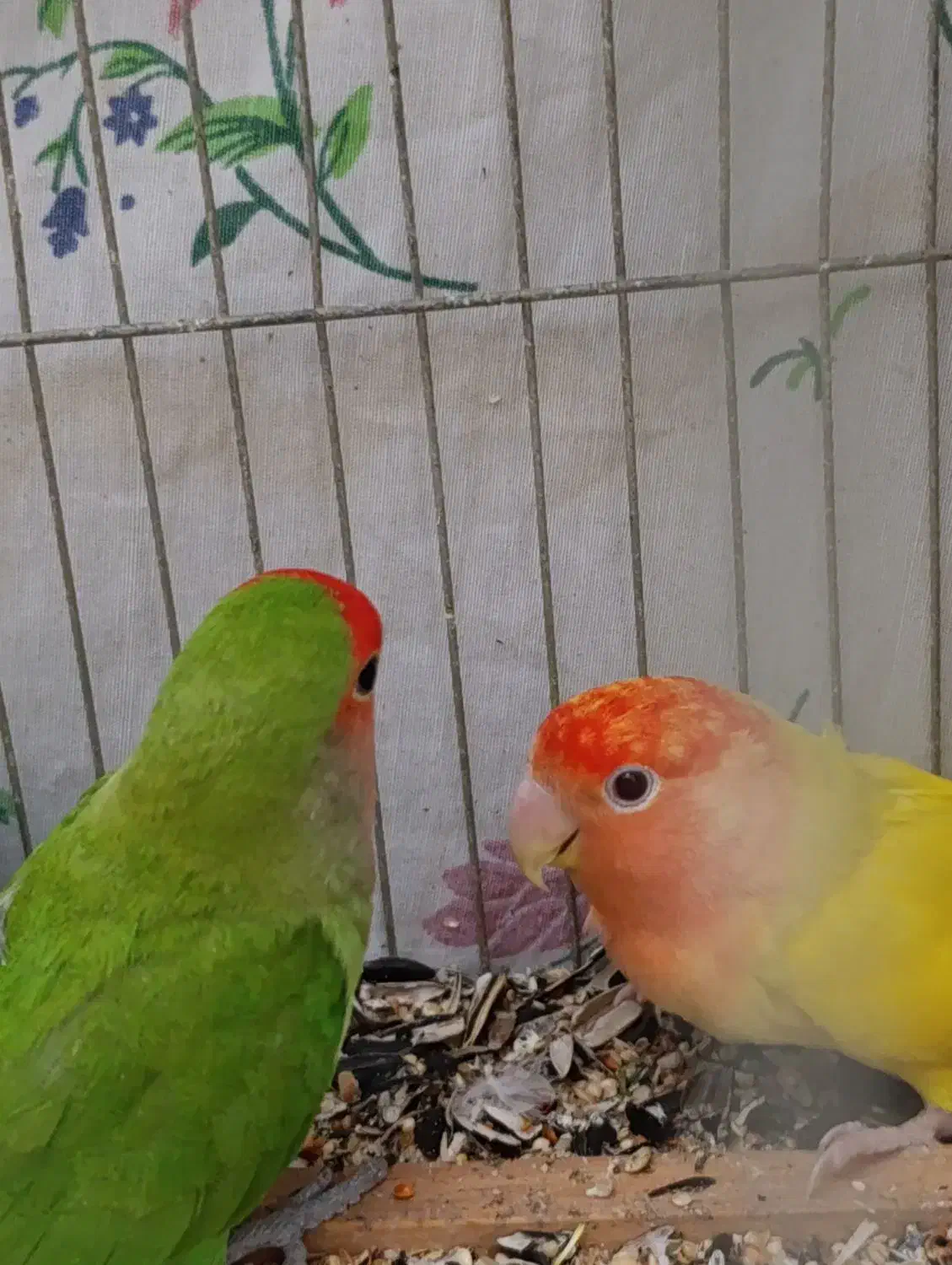 طوطی برزیلی|پرنده|ارومیه, |دیوار