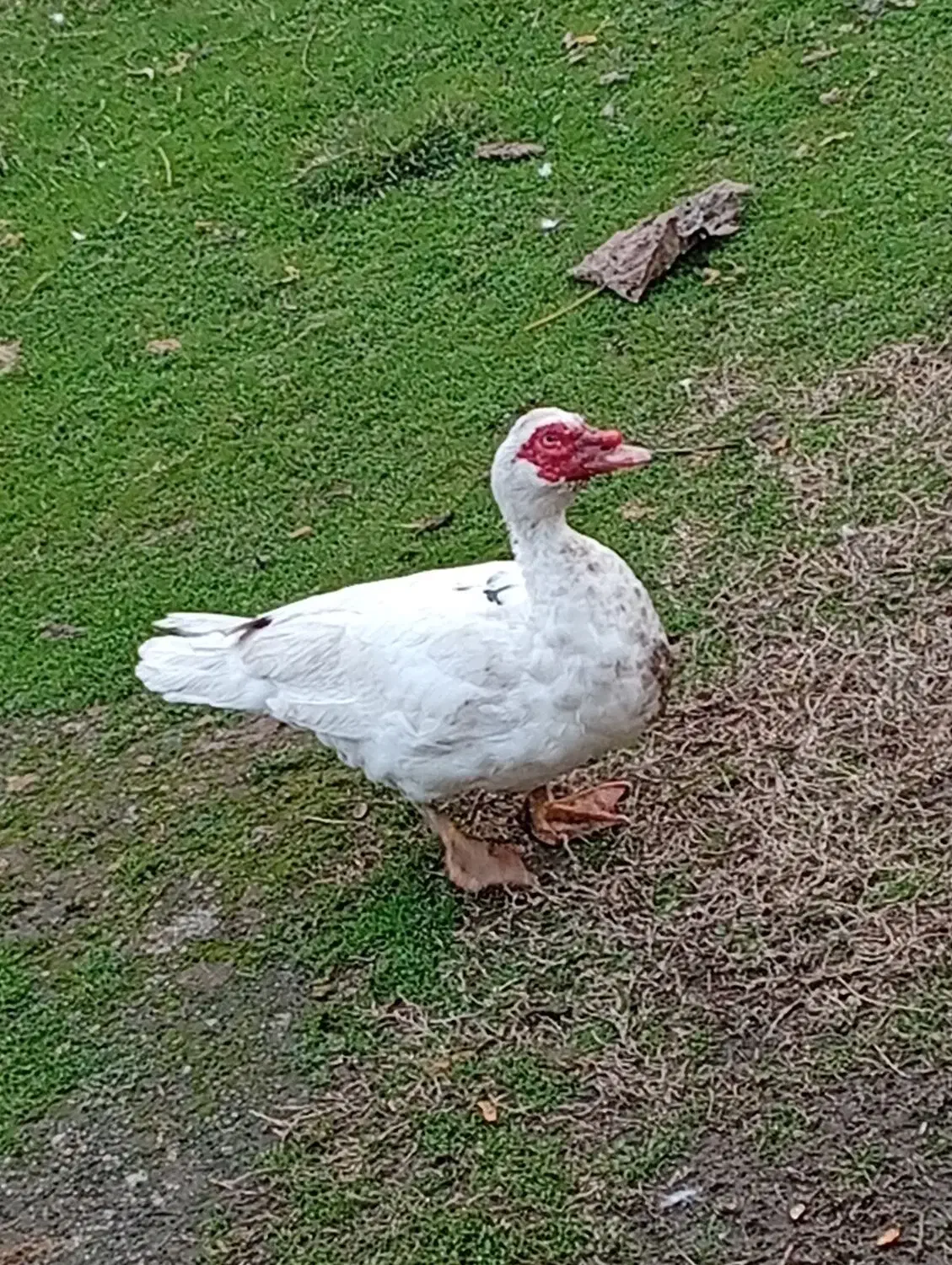 اردک اسراییلی|حیوانات مزرعه|اسالم, |دیوار