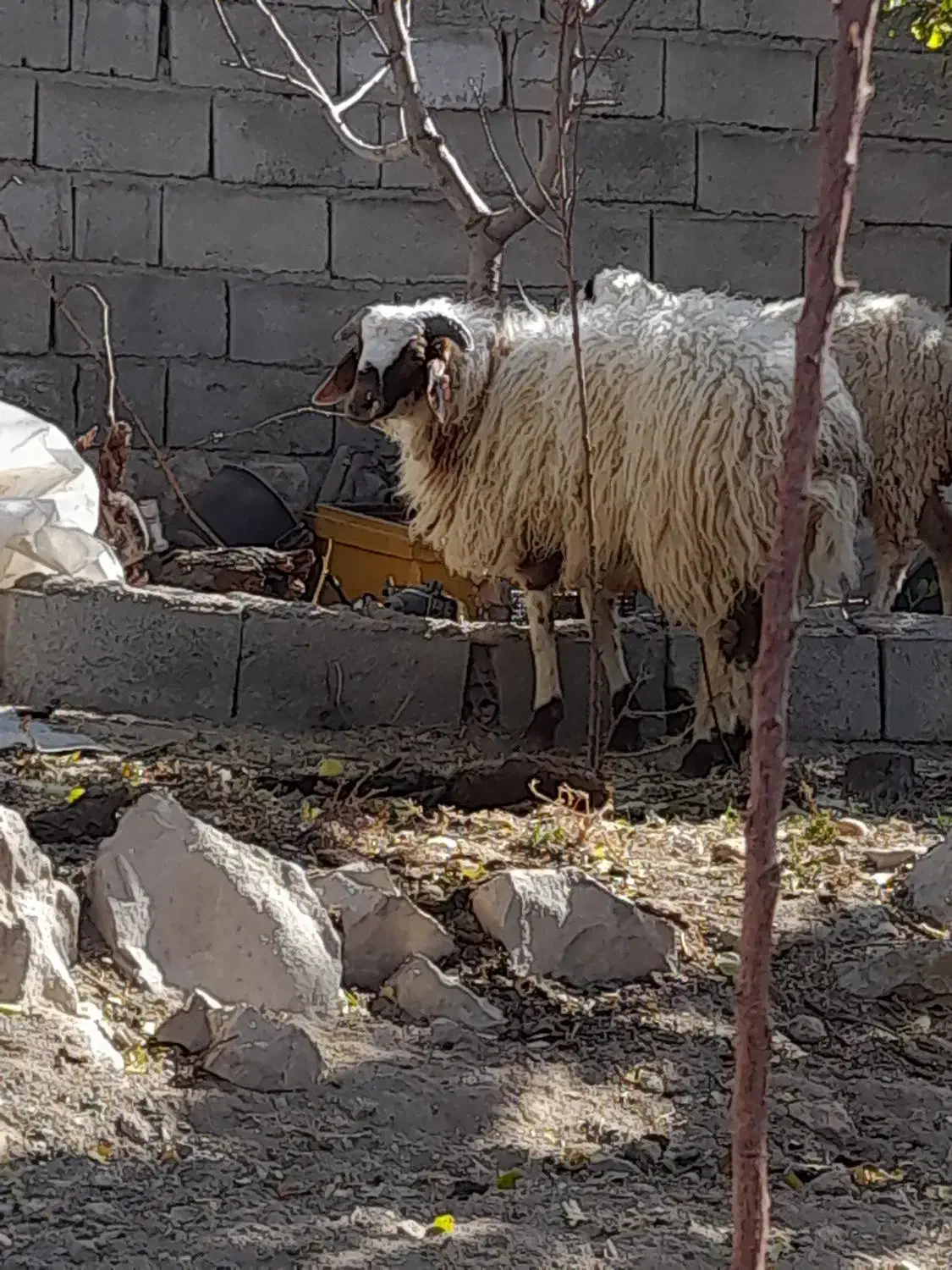 بره ..نر|حیوانات مزرعه|رابر, |دیوار