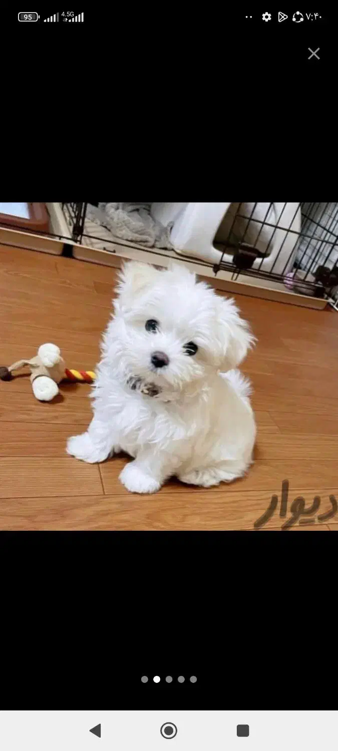 توله سگ خوشکل خونگی تا فردا نصف قیمت بازار|سگ|شیراز, باغ تخت|دیوار
