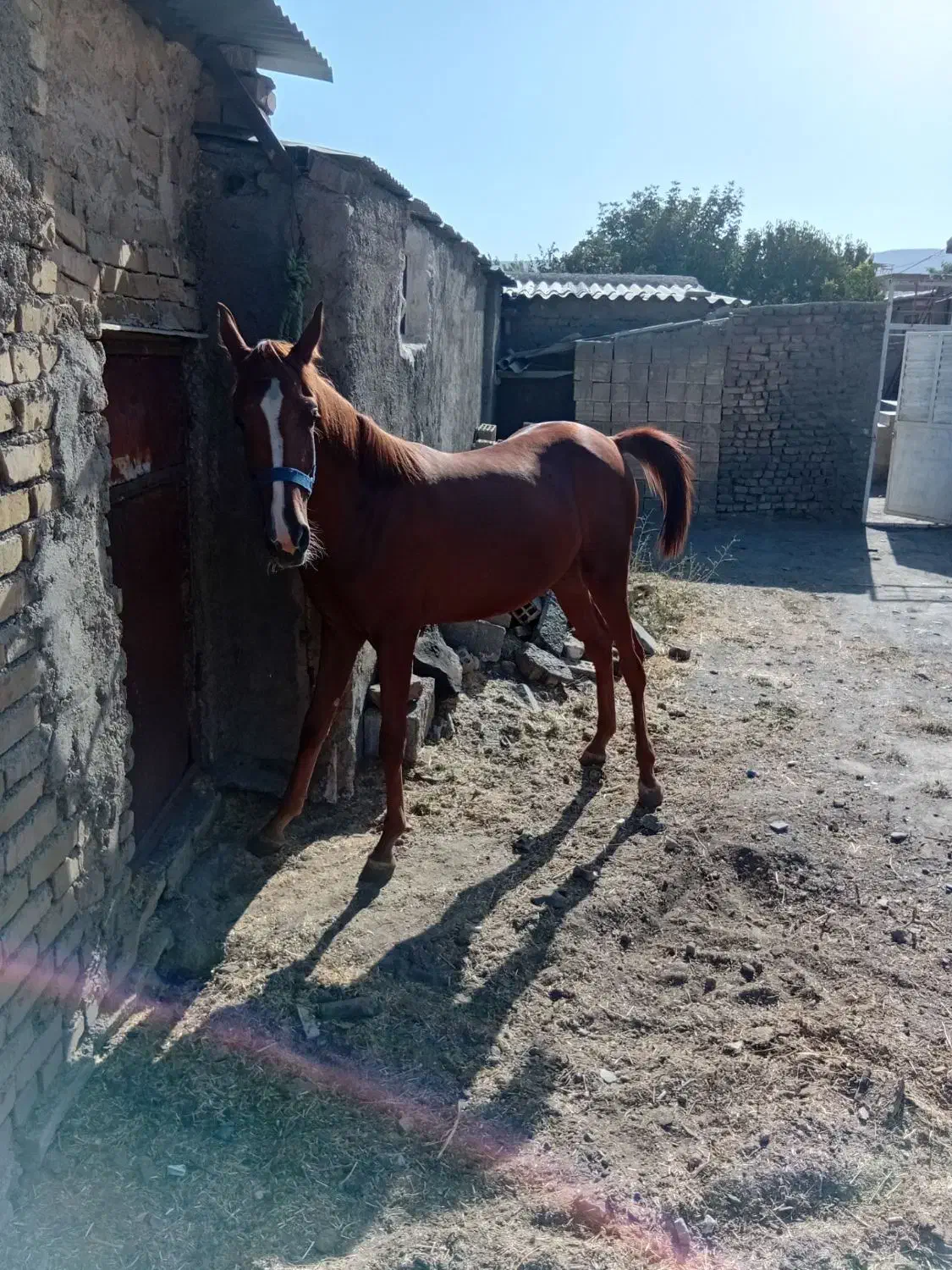 کره اسب مادیان|اسب و تجهیزات اسب‌سواری|تویسرکان, |دیوار