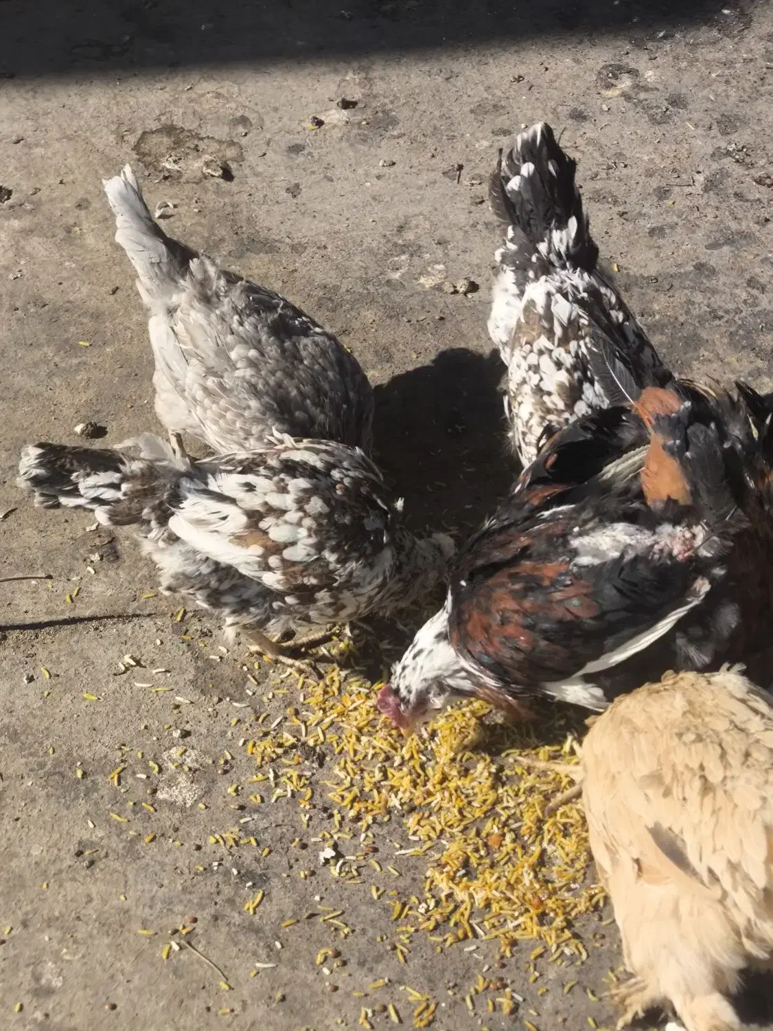 مرغ بومی گلین|حیوانات مزرعه|خمینی‌شهر, |دیوار